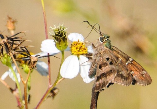Landscaping Pests in Camden County, New Jersey: How to Keep Your Yard Pest-Free